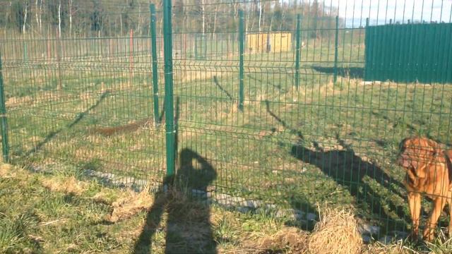 гостиница для животных ЗооЭкоОтель смотреть онлайн