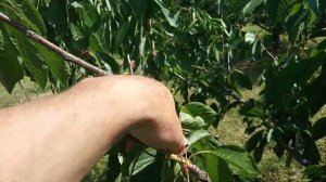 Черешня 2019. Завязь. Результат обрезки.