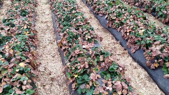 Когда начинать чистить клубнику? смотреть онлайн