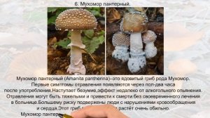 Самые ядовитые грибы в мире