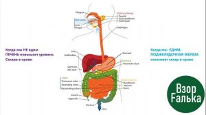 БЕЗ ДИАБЕТА. 5 ПРОСТЫХ ШАГОВ как избавиться от сахарного диабета