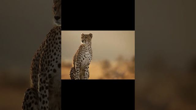 Гепард  самое быстрое животное