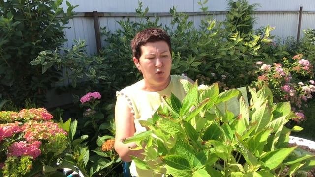 Коллекционные сорта гортензии переваливаем в новые горшки. Очень красивы, обрезаем цвет…