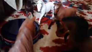 Лошади шляйх играют в правда или действие 1часть