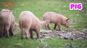 Звуки животных на ферме: послушайте хрюканье свиней! #farmanimals