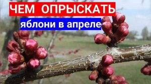 ОБРАБОТКУ ЯБЛОНИ НЕ ПРОСПИТЕ В АПРЕЛЕ. ПРОСТОЕ СРЕДСТВО ДЛЯ ОБРАБОТКИ ЯБЛОНИ ОТ БОЛЕЗНЕЙ ВЕСНОЙ