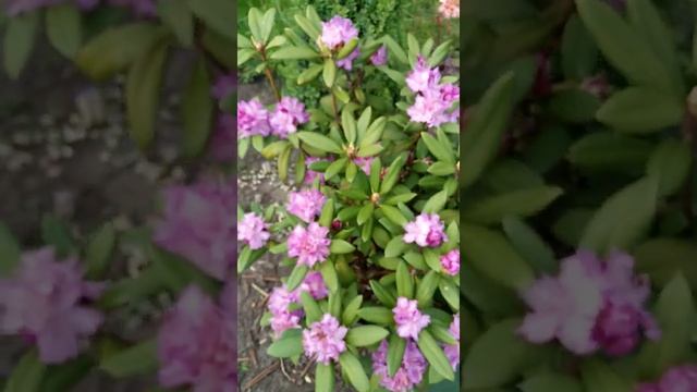 Рододендрон вечнозеленый "Alfred" | Rhododendron "Alfred"