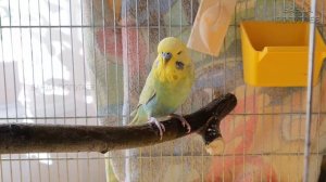 4й день приручения волнистого попугая || Арчи 6 месяцев