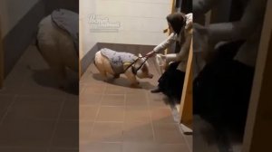 Ростовчанка завела  в квартире свинью
