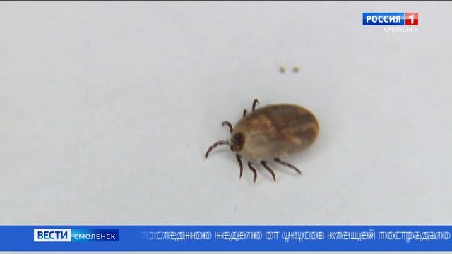 клещи