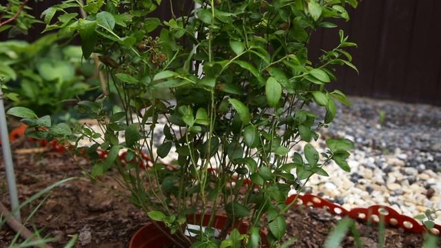 Плодовые культуры из "Растений для сада и души" - презентация