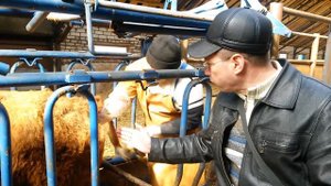 Искусственное оплодотворение коровы