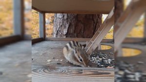 Бурундучок