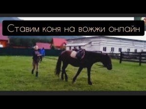 Работа на вожжах с лошадью. Онлайн-урок
