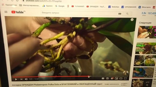 ОРХИДЕИ РАСТУТ ЛУЧШЕ в СЕРАМИСЕ или чистом ПЕНОСТЕКЛЕ? смотреть онлайн