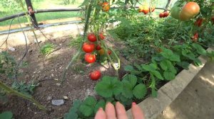 Томат Барон Солемахер