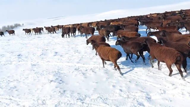 Перегон Гииссарский овцы из горах К/Х Нурзода смотреть онлайн