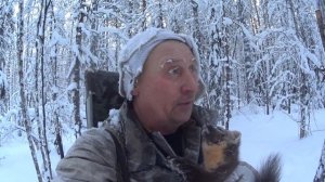 Охота на куницу,очередная куница.