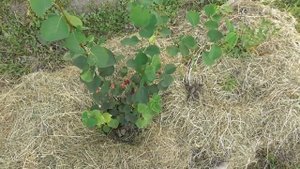 Ирга канадская сорт Tiessen - первый урожай