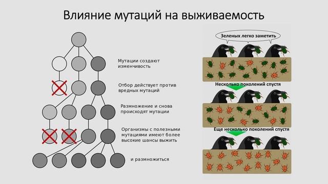 Мутагенез и мутации, мутационная изменчивость, виды мутаций
