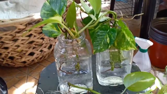Pothos water propagation + update!!!! смотреть онлайн
