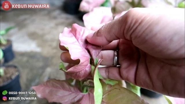 SYNGONIUM NEON ROBUSTA