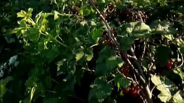 Красная и черная смородина смотреть онлайн