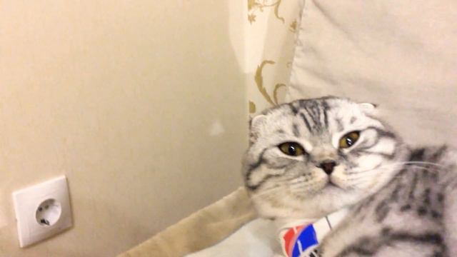 Как кошки переносят стерилизацию смотреть онлайн