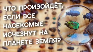 Что произойдёт, если все насекомые исчезнут на планете Земля?