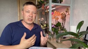 КОРНИ ОРХИДЕИ ПРОКЛЮНУЛИСЬ когда как во что пересадить орхидею ЛУЧШЕ для корней орхидей 100520