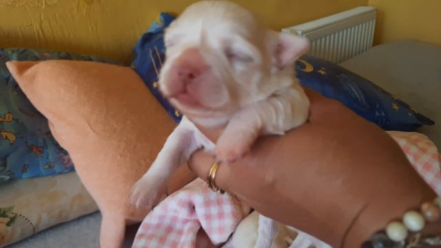 Акса Бирсен и Аяз Хакан 13 дней ,чихуахуа Кастропуло Крым Симферополь домашний питомник белые малыш смотреть онлайн