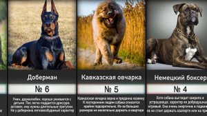 Эти Собаки Запрещены во Многих Странах. Самые Опасные Породы Собак