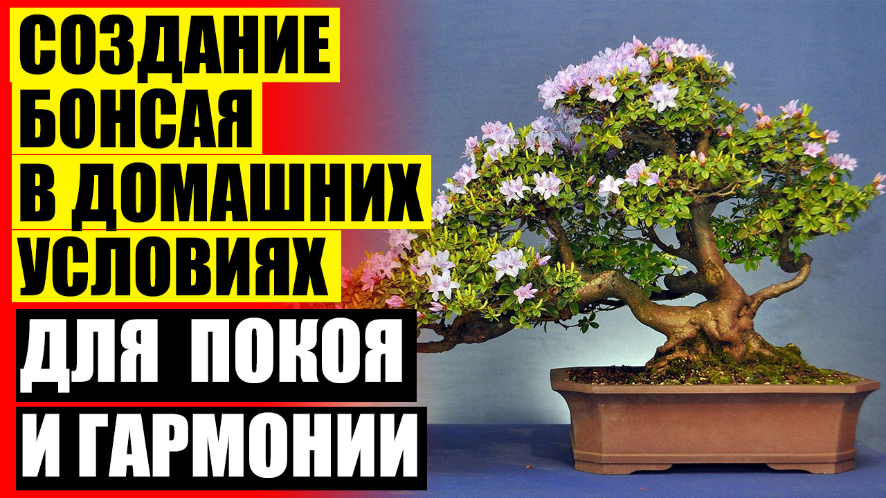 Купить Бонсай Дерево Живое