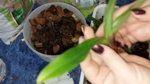 Пересадка орхидей Катасетум (Морковка)   и Пафиопедилум (Башмачок).