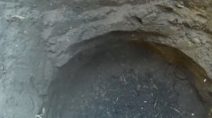 ? ПРАВИЛЬНАЯ посадка САЖЕНЦА винограда осенью