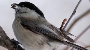 Звуки Природы.  Пение птиц - Буроголовая Гаичка -  Звуки птиц.