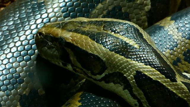 ПИТОН , очень ОПАСНАЯ змея!! смотреть онлайн