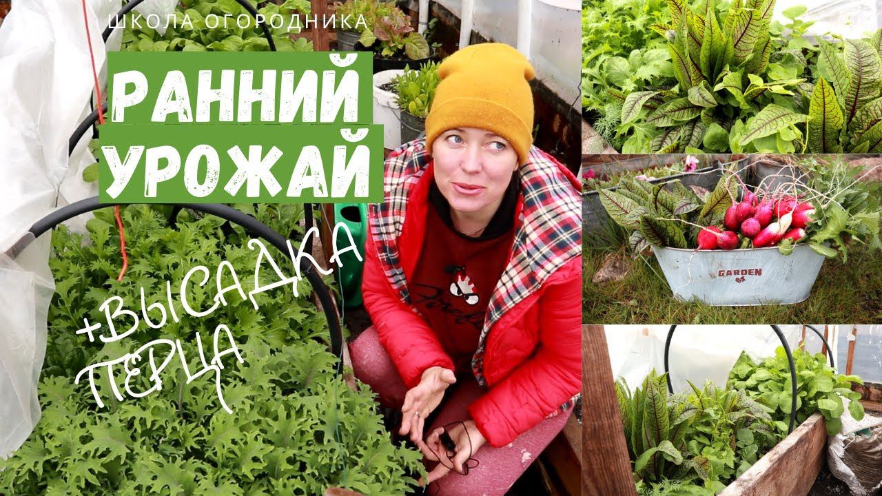 БОГАТЫЙ урожай необычной зелени из теплицы и высадка рассады перца