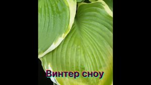 Хоста гибридная Винтер Сноу. hosta hybride Winter Snow