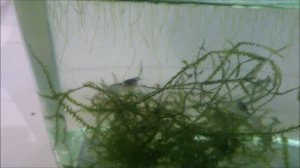 приобрёл мексиканских карликовых голубых раков.mp4