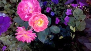 Prieure de St Cosme rose роза 18 липня 2020 р.