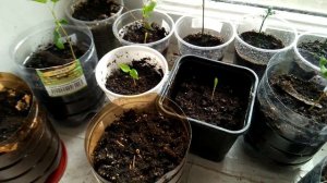 Черемуха поздняя - стратификация и посадка семян