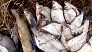 Хохлы рыбачут на Урале