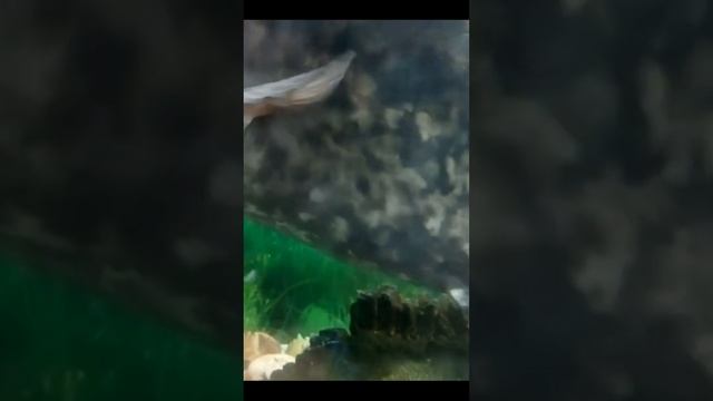 КОРМЛЕНИЕ СОМА!!! СОМ БЕРЁТ РЫБУ ИЗ РУК!!! РЕЧНОЙ СОМ В АКВАРИУМЕ. #shorts смотреть онлайн