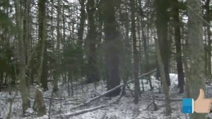 28.11.2022. Шалун и я в поле.