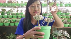 HOW TO REPLANTING MARPIN LEAF PROPAGATION‼️SOIL MIX AND CAREGUIDE