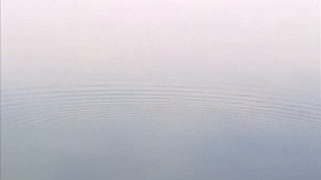 Бобер в естественной среде обитания смотреть онлайн