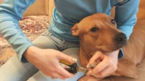 Как подстричь темные когти собаке?