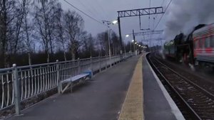 Паровозы. Сосновая поляна
