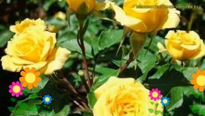 Роза спрей Йеллоу Бэйби. Краткий обзор, описание характеристик, где купить саженцы Yellow Baby